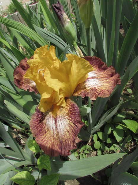  - A A Flori de gradina 1