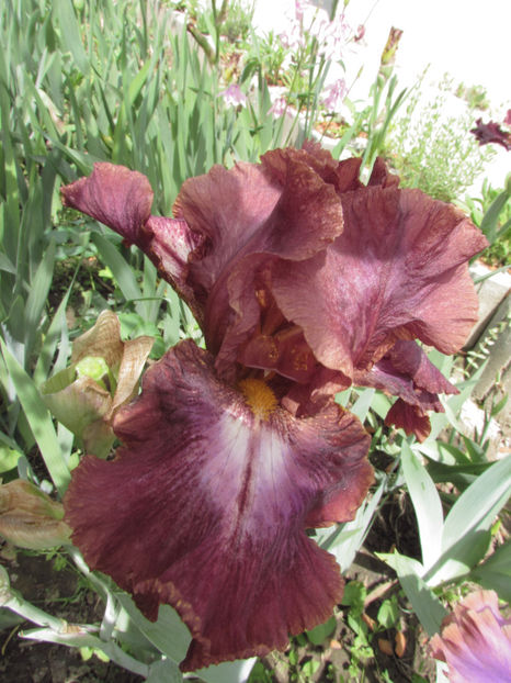  - A A Flori de gradina 1