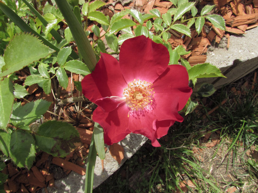  - A A Flori de gradina 1