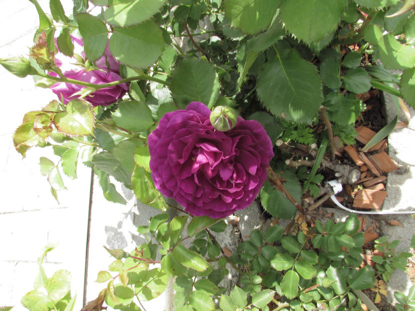  - A A Flori de gradina 1