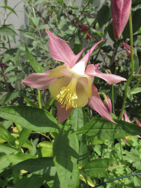  - A A Flori de gradina 1