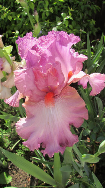  - A A Flori de gradina 1