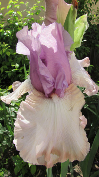  - A A Flori de gradina 1