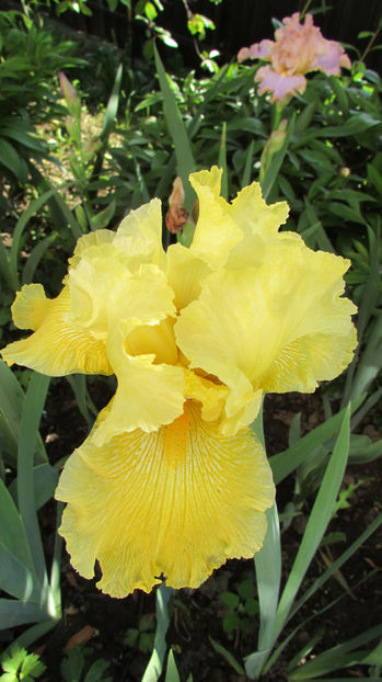  - A A Flori de gradina 1