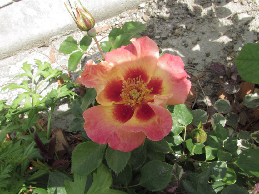  - A A Flori de gradina 1