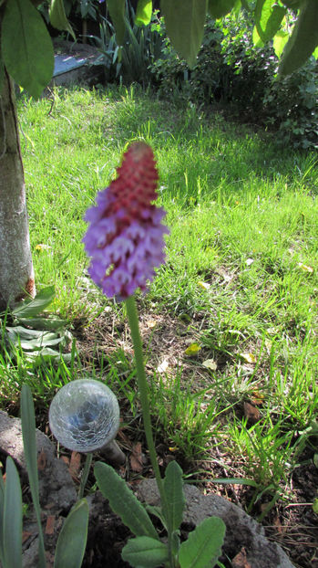  - A A Flori de gradina 1