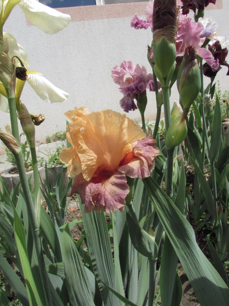  - A A Flori de gradina 1