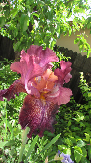  - A A Flori de gradina 1