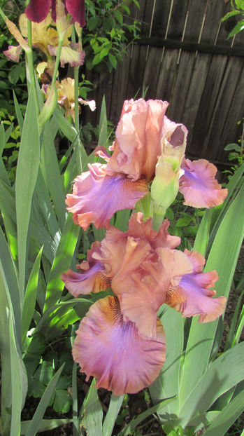  - A A Flori de gradina 1