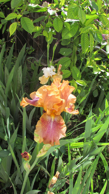  - A A Flori de gradina 1