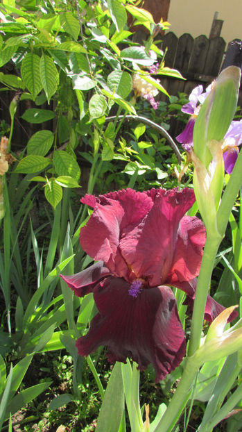  - A A Flori de gradina 1