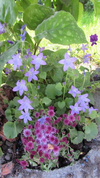  - A A Flori de gradina 1