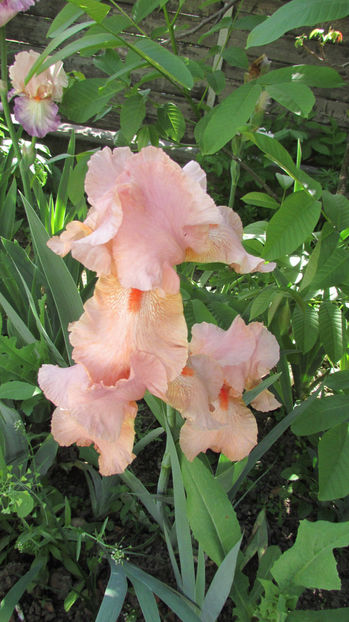  - A A Flori de gradina 1