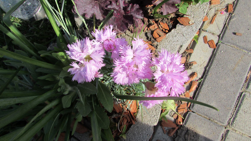  - A A Flori de gradina 1