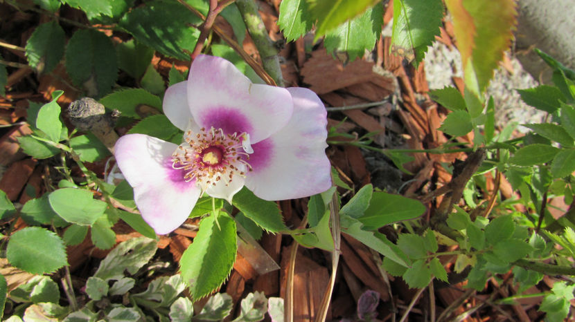  - A A Flori de gradina 1