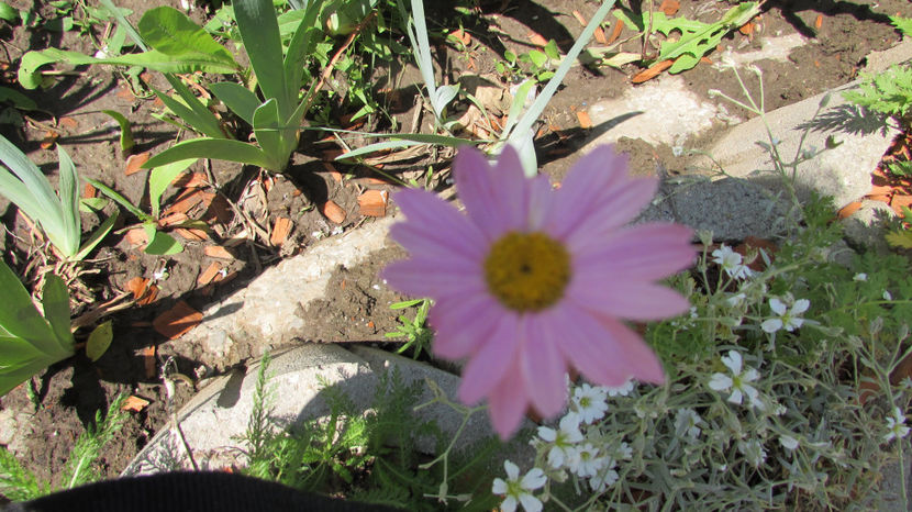  - A A Flori de gradina 1