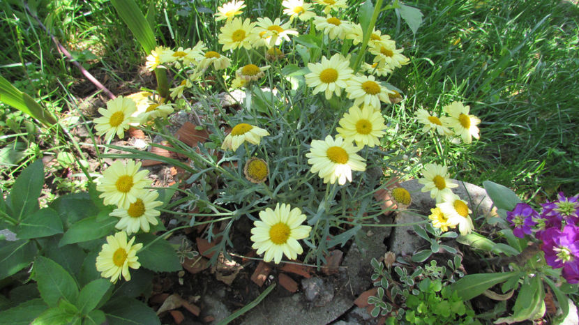  - A A Flori de gradina 1