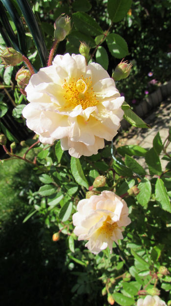  - A A Flori de gradina 1