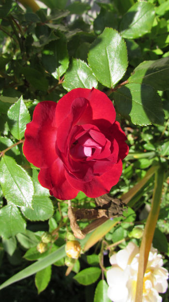  - A A Flori de gradina 1