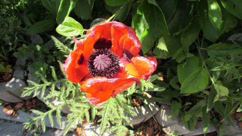  - A A Flori de gradina 1