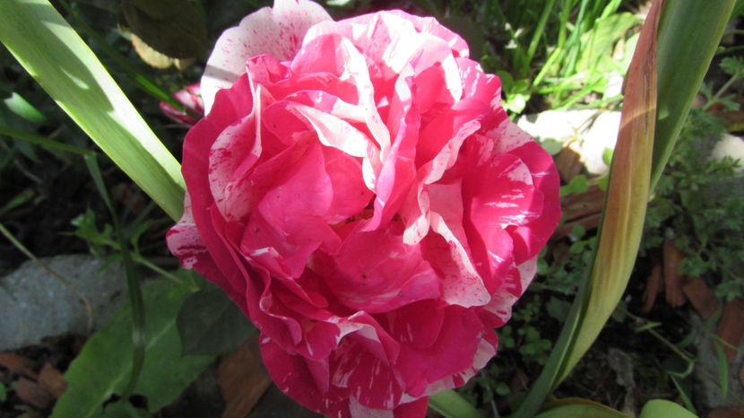  - A A Flori de gradina 1