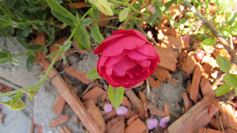  - A A Flori de gradina 1