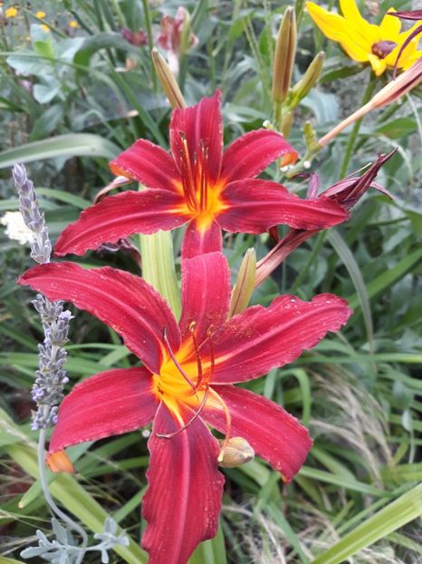 Hemerocallis Crimson pirate - Crini