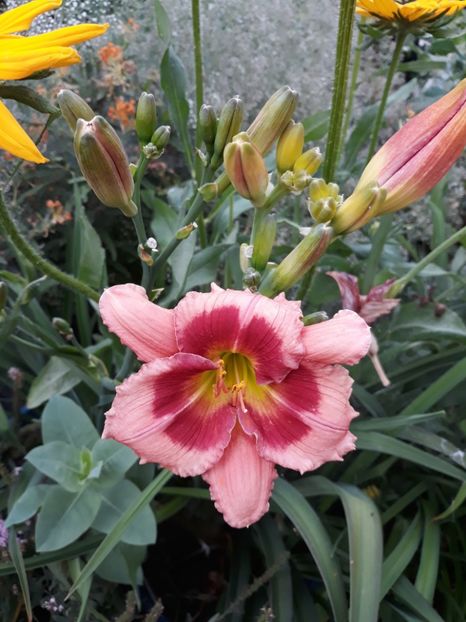 Hemerocallis Dan Mahony - Crini