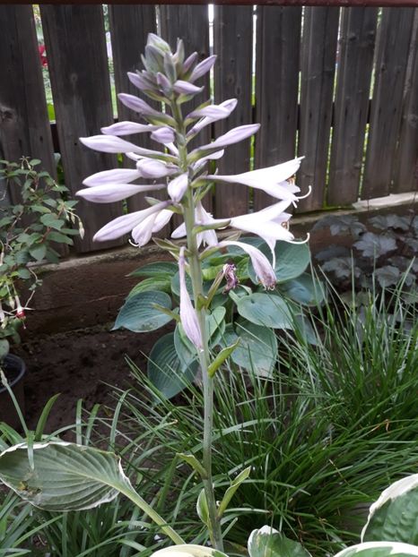 Hosta - Crini