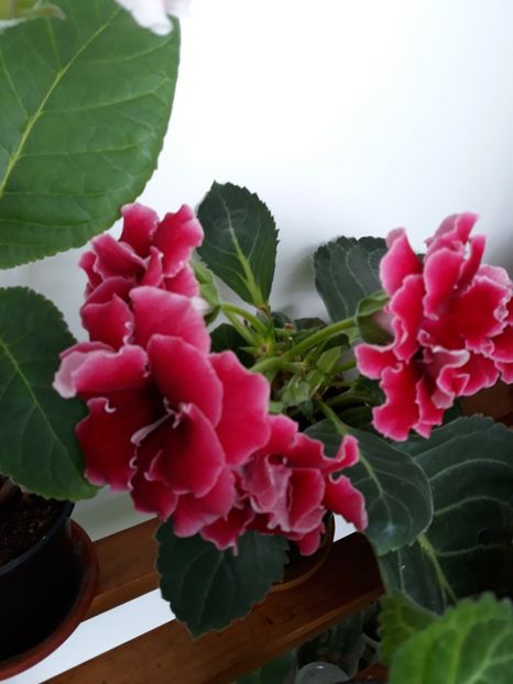  - gloxinii_2019