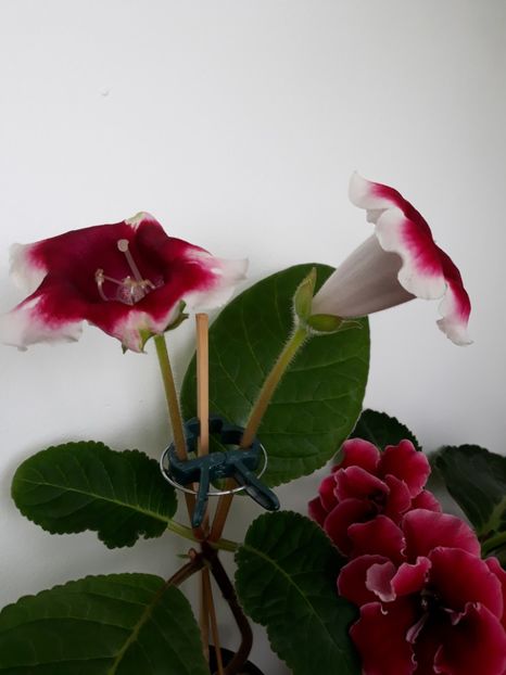  - gloxinii_2019