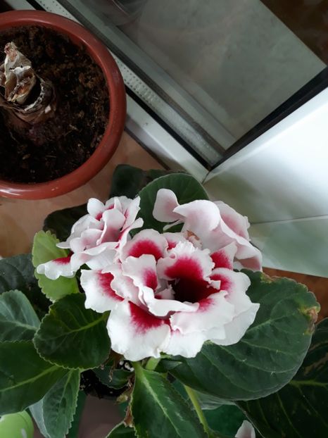  - gloxinii_2019
