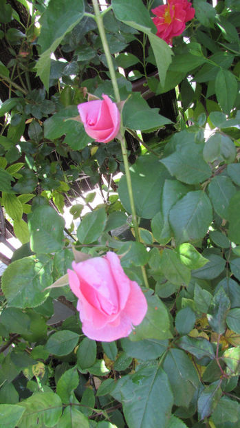  - A A Flori de gradina 1