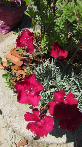  - A A Flori de gradina 1