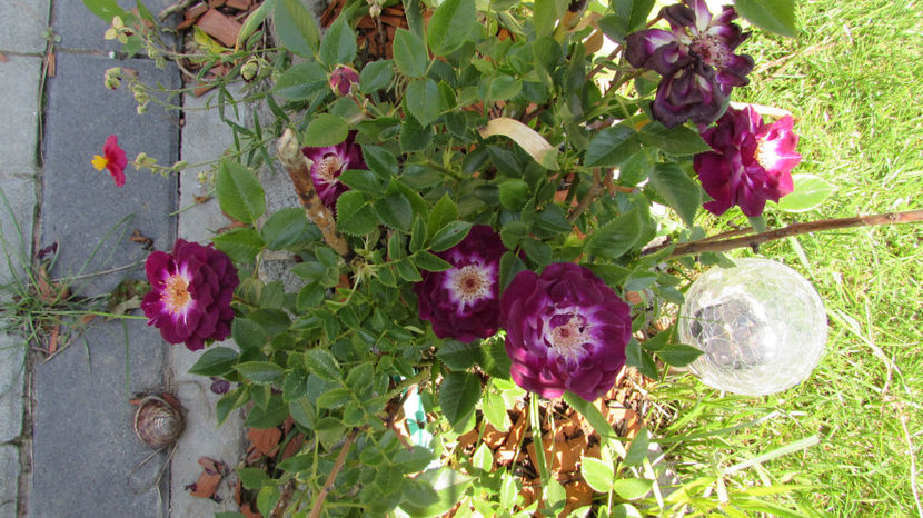  - A A Flori de gradina 1