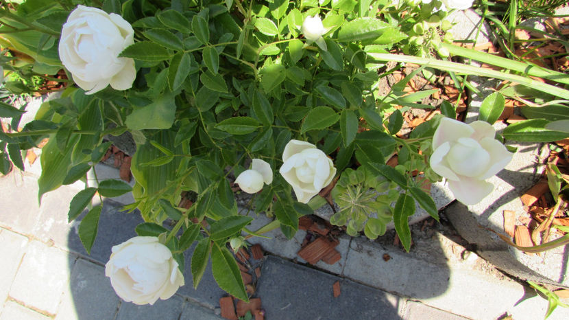  - A A Flori de gradina 1