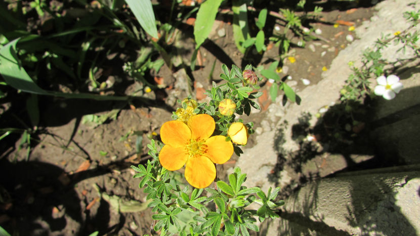  - A A Flori de gradina 1