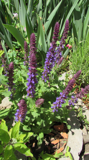  - A A Flori de gradina 1