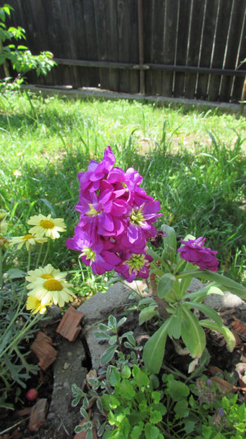  - A A Flori de gradina 1