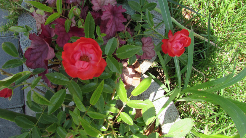  - A A Flori de gradina 1