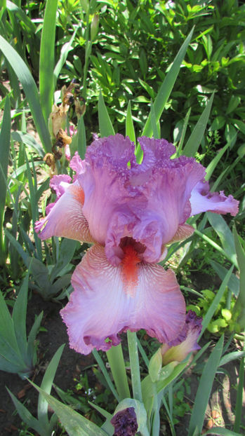  - A A Flori de gradina 1