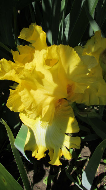  - A A Flori de gradina 1