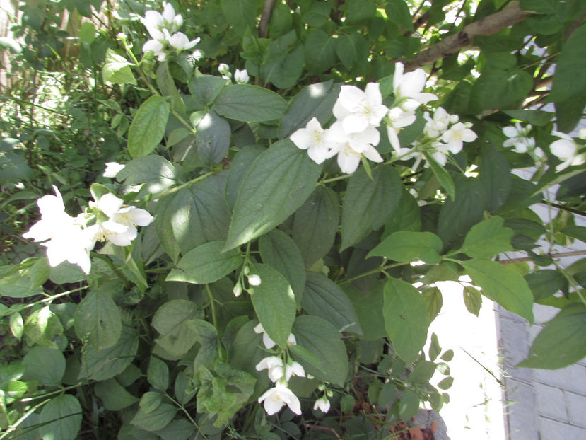  - A A Flori de gradina 1