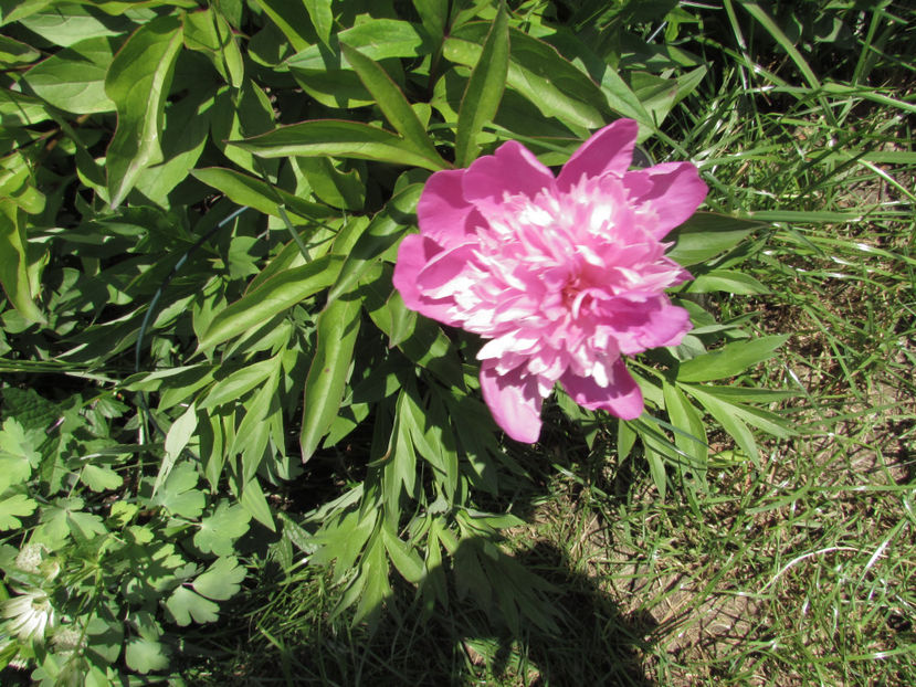  - A A Flori de gradina 1