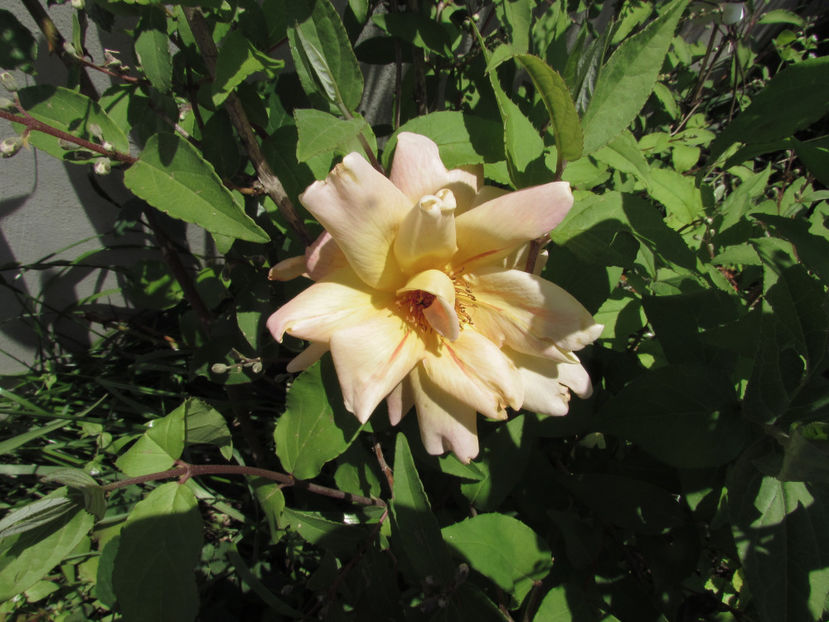  - A A Flori de gradina 1