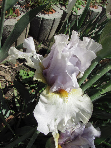  - A A Flori de gradina 1