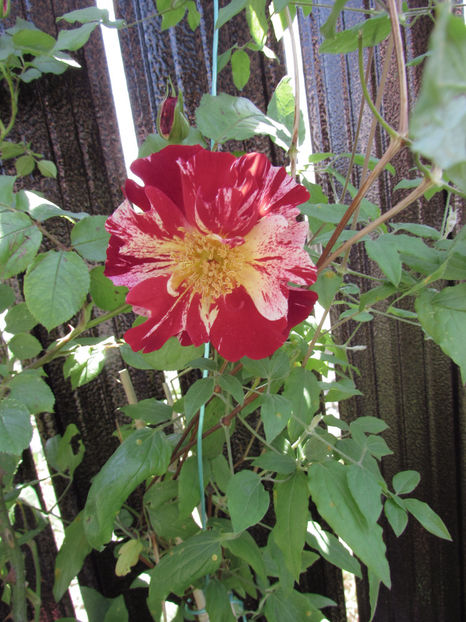  - A A Flori de gradina 1