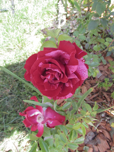  - A A Flori de gradina 1