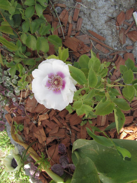  - A A Flori de gradina 1