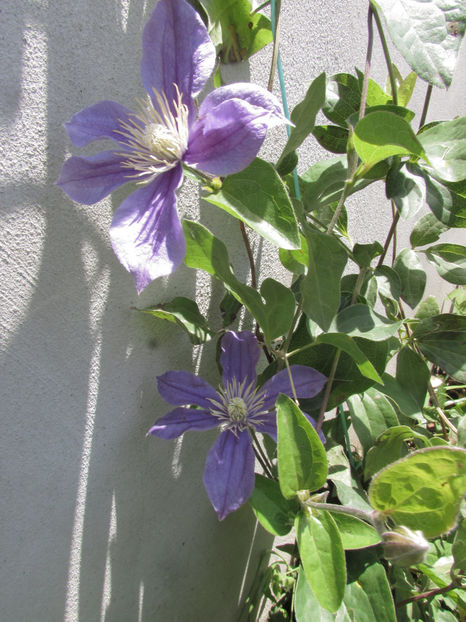  - A A Flori de gradina 1